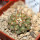 COPIAPOA columna - alba GCG 15008b, blonde selection, 5 cm pot, SEEDLING