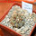 COPIAPOA columna - alba GCG 15008b, blonde selection, 5 cm pot, SEEDLING