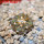 COPIAPOA columna - alba GCG 15008b, blonde selection, 5 cm pot, SEEDLING