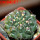 GYMNOCALYCIUM achirasense var. unguispinum ex A.V. Fric x Gymnocalycium, 5 cm pot, SEEDLING