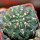 GYMNOCALYCIUM achirasense var. unguispinum ex A.V. Fric x Gymnocalycium, 5 cm pot, SEEDLING
