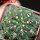 GYMNOCALYCIUM achirasense var. unguispinum ex A.V. Fric x Gymnocalycium, 5 cm pot, SEEDLING