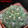 GYMNOCALYCIUM achirasense var. unguispinum ex A.V. Fric x Gymnocalycium, 5 cm pot, SEEDLING