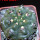 GYMNOCALYCIUM achirasense var. unguispinum ex A.V. Fric x Gymnocalycium, 5 cm pot, SEEDLING