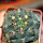GYMNOCALYCIUM achirasense var. unguispinum ex A.V. Fric x Gymnocalycium, 5 cm pot, SEEDLING
