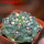 GYMNOCALYCIUM achirasense var. unguispinum ex A.V. Fric x Gymnocalycium, 5 cm pot, SEEDLING