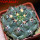 GYMNOCALYCIUM achirasense var. unguispinum ex A.V. Fric x Gymnocalycium, 5 cm pot, SEEDLING