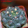 GYMNOCALYCIUM achirasense var. unguispinum ex A.V. Fric x Gymnocalycium, 5 cm pot, SEEDLING