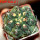 GYMNOCALYCIUM achirasense var. unguispinum ex A.V. Fric x Gymnocalycium, 5 cm pot, SEEDLING