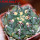 GYMNOCALYCIUM achirasense var. unguispinum ex A.V. Fric x Gymnocalycium, 5 cm pot, SEEDLING