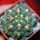GYMNOCALYCIUM achirasense var. unguispinum ex A.V. Fric x Gymnocalycium, 5 cm pot, SEEDLING