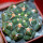 GYMNOCALYCIUM achirasense var. unguispinum ex A.V. Fric x Gymnocalycium, 5 cm pot, SEEDLING