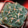 GYMNOCALYCIUM achirasense var. unguispinum ex A.V. Fric x Gymnocalycium, 5 cm pot, SEEDLING
