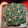GYMNOCALYCIUM achirasense var. unguispinum ex A.V. Fric x Gymnocalycium, 5 cm pot, SEEDLING