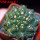 GYMNOCALYCIUM achirasense var. unguispinum ex A.V. Fric x Gymnocalycium, 5 cm pot, SEEDLING