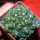 GYMNOCALYCIUM achirasense var. unguispinum ex A.V. Fric x Gymnocalycium, 5 cm pot, SEEDLING