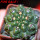 GYMNOCALYCIUM achirasense var. unguispinum ex A.V. Fric x Gymnocalycium, 5 cm pot, SEEDLING