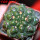 GYMNOCALYCIUM achirasense var. unguispinum ex A.V. Fric x Gymnocalycium, 5 cm pot, SEEDLING