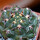 GYMNOCALYCIUM achirasense var. unguispinum ex A.V. Fric x Gymnocalycium, 5 cm pot, SEEDLING