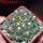 GYMNOCALYCIUM achirasense var. unguispinum ex A.V. Fric x Gymnocalycium, 5 cm pot, SEEDLING