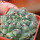 GYMNOCALYCIUM achirasense var. unguispinum ex A.V. Fric x Gymnocalycium, 5 cm pot, SEEDLING