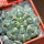 GYMNOCALYCIUM achirasense var. unguispinum ex A.V. Fric x Gymnocalycium, 5 cm pot, SEEDLING