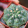 GYMNOCALYCIUM achirasense var. unguispinum ex A.V. Fric x Gymnocalycium, 5 cm pot, SEEDLING