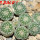 STROMBOCACTUS disciformis  esperanzae VM 291, Xichu, 5 cm pot, 8 pcs., SEEDLINGS 