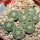 STROMBOCACTUS disciformis  esperanzae VM 291, Xichu, 5 cm pot, 8 pcs., SEEDLINGS 