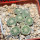 STROMBOCACTUS disciformis  esperanzae VM 291, Xichu, 5 cm pot, 8 pcs., SEEDLINGS 