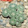 STROMBOCACTUS disciformis  esperanzae VM 291, Xichu, 5 cm pot, 9 pcs., SEEDLINGS 