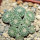 STROMBOCACTUS disciformis  esperanzae VM 291, Xichu, 5 cm pot, 9 pcs., SEEDLINGS 