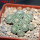 STROMBOCACTUS disciformis  esperanzae VM 291, Xichu, 5 cm pot, 9 pcs., SEEDLINGS 