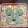 STROMBOCACTUS disciformis  esperanzae VM 291, Xichu, 5 cm pot, 5 pcs., SEEDLINGS 