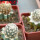 PEDIOCACTUS bradyi, illustrative photo