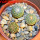 STROMBOCACTUS disciformis ssp.esperanzae VM 291, + 2 pcs. disciformis var.minimus VM 207, SEEDLINGS