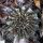 UEBELMANNIA pectinifera f. long spines RNK 59, illustrative photo