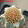 JASMINOCEREUS thouarsii var. sclerocarpus clone 1, 6,5 cm pot, grafted offset