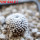 MAMMILLARIA luethyi, 5 cm pot,  own roots, rooted offset