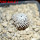 MAMMILLARIA luethyi, 5 cm pot,  own roots, rooted offset