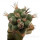 ORTEGOCACTUS macdougallii cv. Emil, illustrative photo