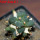 ARIOCARPUS furfuraceus cv. Zonge Batan, 6,5 cm pot, grafted offset