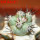 ORTEGOCACTUS macdougallii cv. Emil, 6 cm pot, grafted offset