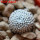 MAMMILLARIA luethyi, 5 cm pot, own roots, rooted offset
