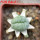 LOPHOPHORA alberto-vojtechii f. cristate, pot 6 cm, grafted