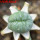 LOPHOPHORA alberto-vojtechii f. cristate, pot 6 cm, grafted