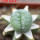 LOPHOPHORA alberto-vojtechii f. cristate, pot 6 cm, grafted