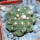 GYMNOCALYCIUM vatteri f. unguispinum inermis, 6 m pot, SEEDLING