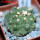 GYMNOCALYCIUM vatteri f. unguispinum inermis, 6 m pot, SEEDLING