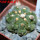 GYMNOCALYCIUM vatteri f. unguispinum inermis, 6 m pot, SEEDLING